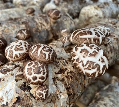 ¿Quiere aumentar la inmunidad? El polvo corporal fructífero de shiitake es un...