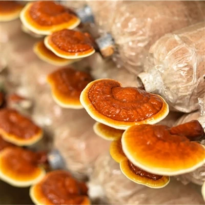 Trazabilidad de la materia prima del extracto orgánico de Ganoderma Lucidum